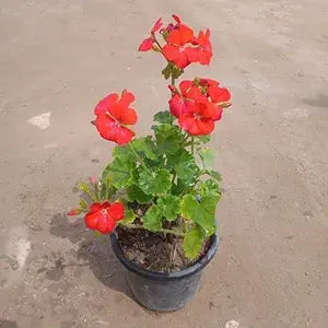 Rare Geranium Flower - for planting in home garden
